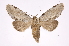  ( - INB0003968418)  @14 [ ] Copyright (2012) I. Chacon Instituto Nacional de Biodiversidad