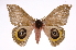  ( - INB0003977076)  @14 [ ] Copyright (2012) I. Chacon Instituto Nacional de Biodiversidad