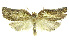 (Tinacrucis phillipsEPR01 - INB0003982717)  @11 [ ] CreativeCommons - Attribution Non-Commercial Share-Alike (2012) National Biodiversity Institute of Costa Rica National Biodiversity Institute of Costa Rica