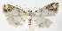  (Neurophyseta phillipsEPR10 - INB0003982795)  @14 [ ] CreativeCommons - Attribution Non-Commercial Share-Alike  National Biodiversity Institute of Costa Rica National Biodiversity Institute of Costa Rica