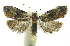  ( - INB0003982808)  @11 [ ] CreativeCommons - Attribution Non-Commercial Share-Alike (2012) National Biodiversity Institute of Costa Rica National Biodiversity Institute of Costa Rica
