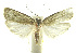  (Antaeotricha phillipsEPR41 - INB0003982813)  @11 [ ] CreativeCommons - Attribution Non-Commercial Share-Alike (2012) National Biodiversity Institute of Costa Rica National Biodiversity Institute of Costa Rica