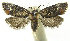 ( - INB0003982818)  @13 [ ] CreativeCommons - Attribution Non-Commercial Share-Alike (2012) National Biodiversity Institute of Costa Rica National Biodiversity Institute of Costa Rica