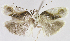  (Antaeotricha ribbeiEPR04 - INB0004016043)  @11 [ ] CreativeCommons - Attribution Non-Commercial Share-Alike  National Biodiversity Institute of Costa Rica National Biodiversity Institute of Costa Rica