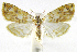  ( - INB0004016114)  @12 [ ] CreativeCommons - Attribution Non-Commercial Share-Alike  National Biodiversity Institute of Costa Rica National Biodiversity Institute of Costa Rica