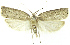  (Stenoma Janzen363 - INB0004016409)  @15 [ ] CreativeCommons - Attribution Non-Commercial Share-Alike (2012) National Biodiversity Institute of Costa Rica National Biodiversity Institute of Costa Rica