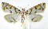  (Neurophyseta camptogrammalisDHJ02 - INB0004016508)  @15 [ ] CreativeCommons - Attribution Non-Commercial Share-Alike  National Biodiversity Institute of Costa Rica National Biodiversity Institute of Costa Rica