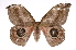  ( - INB0004038523)  @14 [ ] Copyright (2012) I. Chacon Instituto Nacional de Biodiversidad
