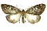  (Polypoetes villiaICG01 - INB0004067124)  @12 [ ] Copyright (2012) Juan Mata Lorenzen Unspecified
