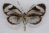  ( - INB0004073467)  @12 [ ] CreativeCommons - Attribution Non-Commercial Share-Alike (2012) National Biodiversity Institute of Costa Rica National Biodiversity Institute of Costa Rica