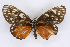  ( - INB0004075798)  @12 [ ] CreativeCommons - Attribution Non-Commercial Share-Alike  National Biodiversity Institute of Costa Rica National Biodiversity Institute of Costa Rica