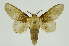  (Disphragis manethusa - INB0004080907)  @11 [ ] Copyright (2012) Juan Mata Lorenzen Unspecified