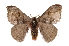  (Hylesia rufipes - INB0004098457)  @15 [ ] Copyright (2012) I. Chacon Instituto Nacional de Biodiversidad