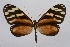  (Ithomia heraldica - INB0004101715)  @15 [ ] CreativeCommons - Attribution Non-Commercial Share-Alike (2012) National Biodiversity Institute of Costa Rica National Biodiversity Institute of Costa Rica