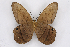  ( - INB0004104228)  @14 [ ] CreativeCommons - Attribution Non-Commercial Share-Alike (2012) National Biodiversity Institute of Costa Rica National Biodiversity Institute of Costa Rica