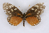  ( - INB0004105698)  @12 [ ] CreativeCommons - Attribution Non-Commercial Share-Alike  National Biodiversity Institute of Costa Rica National Biodiversity Institute of Costa Rica