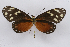  ( - INB0004107328)  @14 [ ] CreativeCommons - Attribution Non-Commercial Share-Alike (2012) National Biodiversity Institute of Costa Rica National Biodiversity Institute of Costa Rica