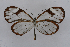  ( - INB0004107345)  @12 [ ] CreativeCommons - Attribution Non-Commercial Share-Alike (2012) National Biodiversity Institute of Costa Rica National Biodiversity Institute of Costa Rica