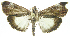  (Cliniodes opalalisEPR04 - INB0004115986)  @13 [ ] CreativeCommons - Attribution Non-Commercial Share-Alike (2012) National Biodiversity Institute of Costa Rica National Biodiversity Institute of Costa Rica