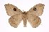  (Automeris boucardi - INB0004127501)  @14 [ ] Copyright (2012) I. Chacon Instituto Nacional de Biodiversidad
