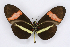 ( - INB0004127794)  @12 [ ] CreativeCommons - Attribution Non-Commercial Share-Alike  National Biodiversity Institute of Costa Rica National Biodiversity Institute of Costa Rica