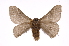  (Hylesia frigida frigida - INB0004134895)  @14 [ ] Copyright (2012) I. Chacon Instituto Nacional de Biodiversidad
