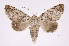  ( - INB0004138049)  @14 [ ] Copyright (2012) I. Chacon Instituto Nacional de Biodiversidad