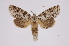  ( - INB0004144756)  @14 [ ] Copyright (2012) I. Chacon Instituto Nacional de Biodiversidad