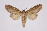  ( - INB0004147258)  @13 [ ] Copyright (2012) I. Chacon Instituto Nacional de Biodiversidad