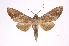  ( - INB0004147339)  @14 [ ] Copyright (2012) I. Chacon Instituto Nacional de Biodiversidad