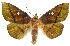  (Midila - INB0004147525)  @15 [ ] CreativeCommons - Attribution Non-Commercial Share-Alike (2012) National Biodiversity Institute of Costa Rica National Biodiversity Institute of Costa Rica
