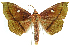 (Midila daphneDHJ01 - INB0004157668)  @15 [ ] CreativeCommons - Attribution Non-Commercial Share-Alike (2012) National Biodiversity Institute of Costa Rica National Biodiversity Institute of Costa Rica