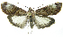  (Cliniodes opalalisEPR05 - INB0004158787)  @14 [ ] CreativeCommons - Attribution Non-Commercial Share-Alike (2012) National Biodiversity Institute of Costa Rica National Biodiversity Institute of Costa Rica