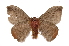  ( - INB0004163221)  @14 [ ] Copyright (2012) I. Chacon Instituto Nacional de Biodiversidad