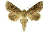  (Eragisa ligata - INB0004169674)  @11 [ ] Copyright (2012) Juan Mata Lorenzen Unspecified