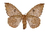  ( - INB0004170024)  @14 [ ] Copyright (2012) I. Chacon Instituto Nacional de Biodiversidad