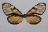  (Pteronymia latilla fulvescens - INB0004170145)  @11 [ ] CreativeCommons - Attribution Non-Commercial Share-Alike (2012) National Biodiversity Institute of Costa Rica National Biodiversity Institute of Costa Rica