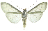  (Palpita flegia - INB0004174782)  @15 [ ] CreativeCommons - Attribution Non-Commercial Share-Alike (2012) National Biodiversity Institute of Costa Rica National Biodiversity Institute of Costa Rica
