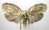  (Gonioterma latipenisEPR01 - INB0004175374)  @13 [ ] CreativeCommons - Attribution Non-Commercial Share-Alike  National Biodiversity Institute of Costa Rica National Biodiversity Institute of Costa Rica