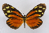  (Perrhybris alethina - INB0004179098)  @15 [ ] CreativeCommons - Attribution Non-Commercial Share-Alike (2012) National Biodiversity Institute of Costa Rica National Biodiversity Institute of Costa Rica
