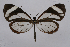  (Ithomia patilla - INB0004179109)  @14 [ ] CreativeCommons - Attribution Non-Commercial Share-Alike (2012) National Biodiversity Institute of Costa Rica National Biodiversity Institute of Costa Rica