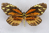  ( - INB0004179113)  @13 [ ] CreativeCommons - Attribution Non-Commercial Share-Alike (2012) National Biodiversity Institute of Costa Rica National Biodiversity Institute of Costa Rica