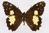  ( - INB0004184603)  @13 [ ] CreativeCommons - Attribution Non-Commercial Share-Alike (2012) National Biodiversity Institute of Costa Rica National Biodiversity Institute of Costa Rica