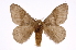  (Hylesia umbrata - INB0004186266)  @15 [ ] Copyright (2012) I. Chacon Instituto Nacional de Biodiversidad