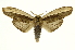  (Truncaptera guatemalensis - INB0004186270)  @15 [ ] Copyright (2012) J. Montero INBio