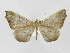  (Macrosoma rubedinaria - INB0004187888)  @14 [ ] Copyright (2012) J. Montero Instituto Nacional de Biodiversidad