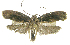  (Antaeotricha osaEPR01 - INB0004191581)  @13 [ ] CreativeCommons - Attribution Non-Commercial Share-Alike  National Biodiversity Institute of Costa Rica National Biodiversity Institute of Costa Rica