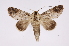  ( - INB0004204411)  @14 [ ] Copyright (2012) I. Chacon Instituto Nacional de Biodiversidad