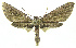  (Zeuzerodes phillipsEPR02 - INB0004205779)  @14 [ ] Copyright (2011) E. Phillips-Rodriguez INBio