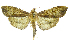  (Anarmodia remotalis - INB0004207235)  @13 [ ] CreativeCommons - Attribution Non-Commercial Share-Alike (2012) National Biodiversity Institute of Costa Rica National Biodiversity Institute of Costa Rica